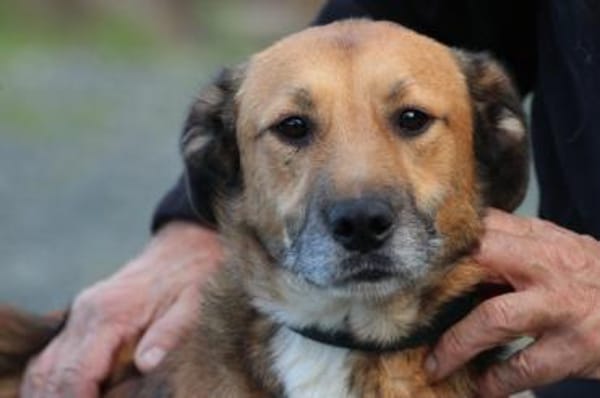 Sanjay - sehr verspielt u. kinderlieb