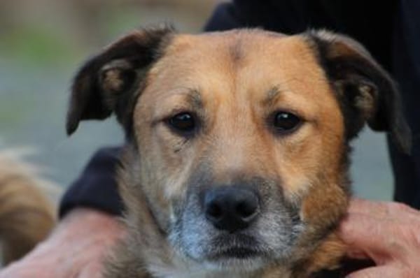 Sanjay - sehr verspielt u. kinderlieb