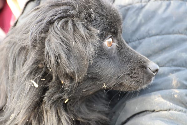 Juna - goldiger, verspielter Jungrüde