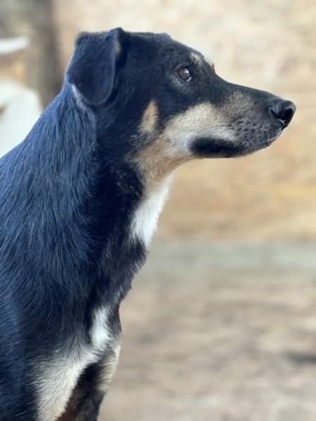 Solana ist eine sanfte Hündin 🐾