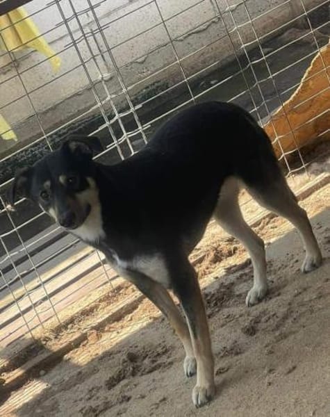 Solana ist eine sanfte Hündin 🐾