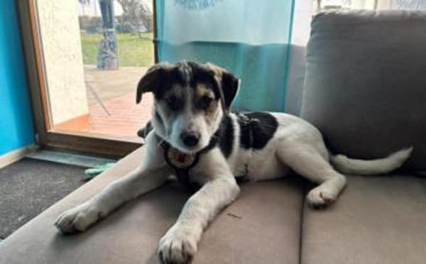 Lollypop wartet auf dich!