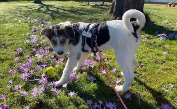 Lollypop wartet auf dich!