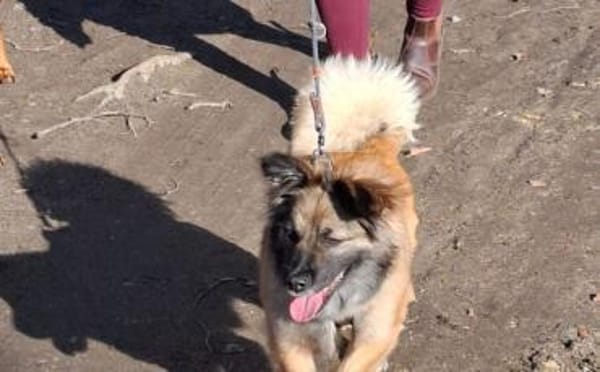 Wer schenkt Pearl ein Körbchen?