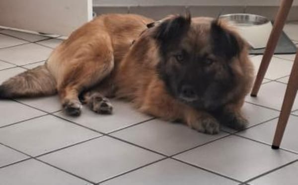 Wer schenkt Pearl ein Körbchen?