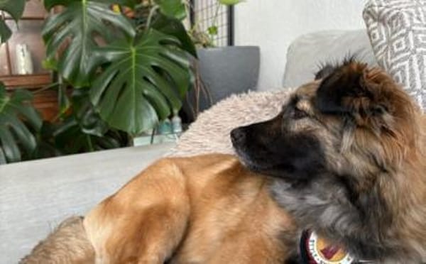 Wer schenkt Pearl ein Körbchen?