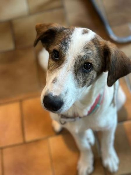 LILOU - pure Niedlichkeit sucht zu Hause