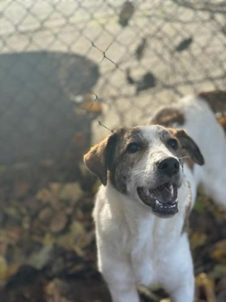 LILOU - pure Niedlichkeit sucht zu Hause