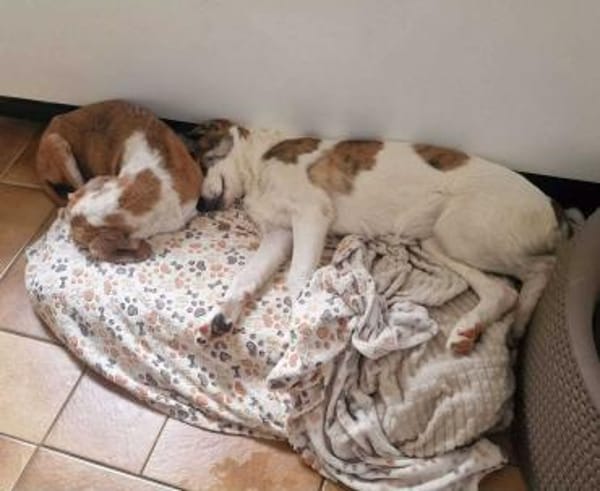 LILOU - pure Niedlichkeit sucht zu Hause