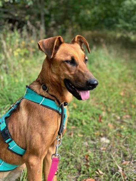 CANDY - zutrauliches, süßes Hundemädchen