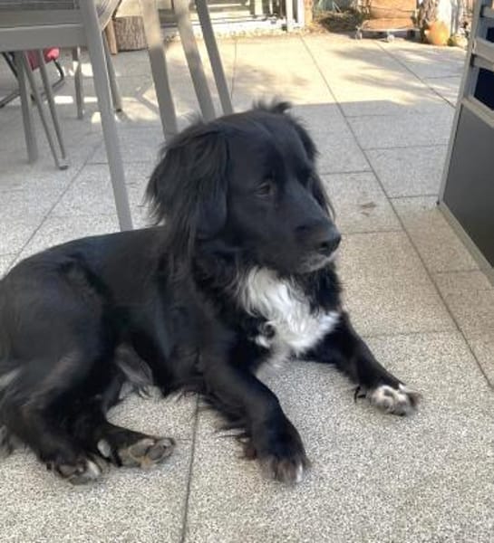 Lieber Rüde Vaki in Oberbayern