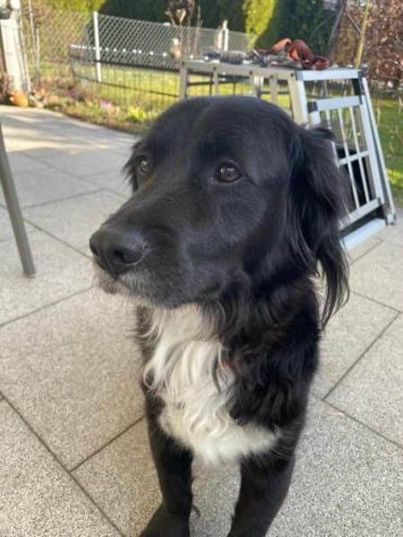 Lieber Rüde Vaki in Oberbayern