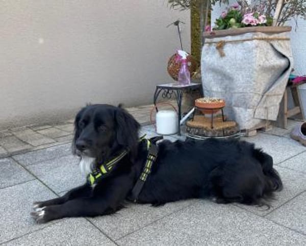 Lieber Rüde Vaki in Oberbayern