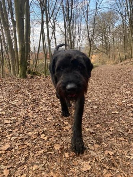 Kor, Riesenschnauzer (geb. 05/2018)