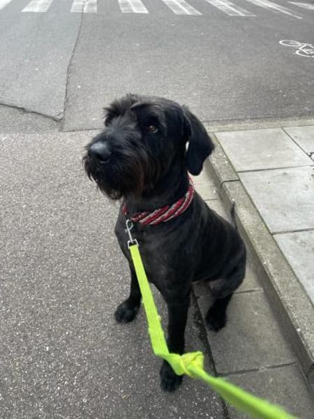 Kor, Riesenschnauzer (geb. 05/2018)