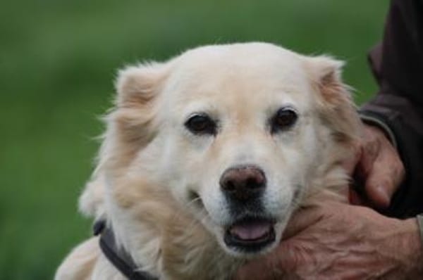 Goldie - sehr lieb u. verschmust