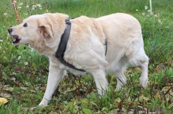 Goldie - sehr lieb u. verschmust