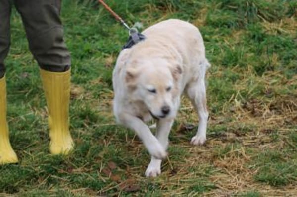 Goldie - sehr lieb u. verschmust