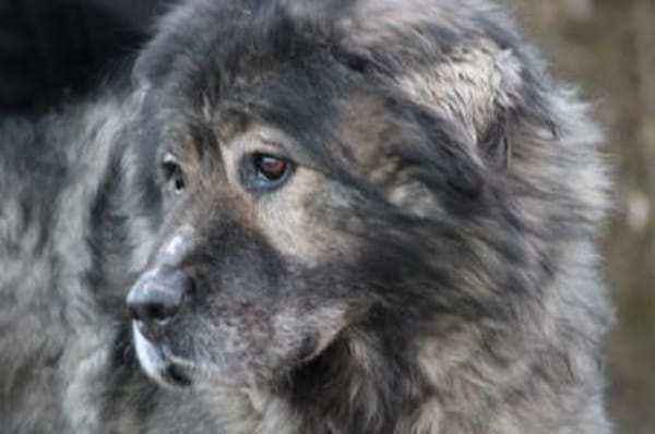 Bo - verschmust u. zutraulich