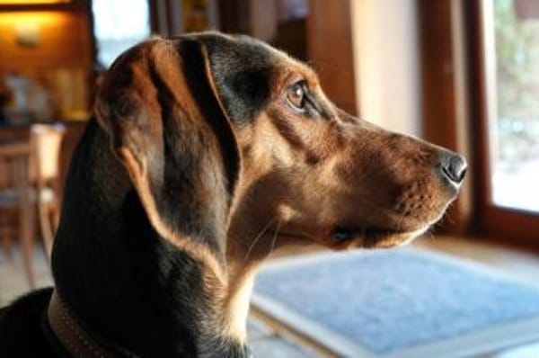 Solen, geb. ca. 04/2025, 79733 Görwihl