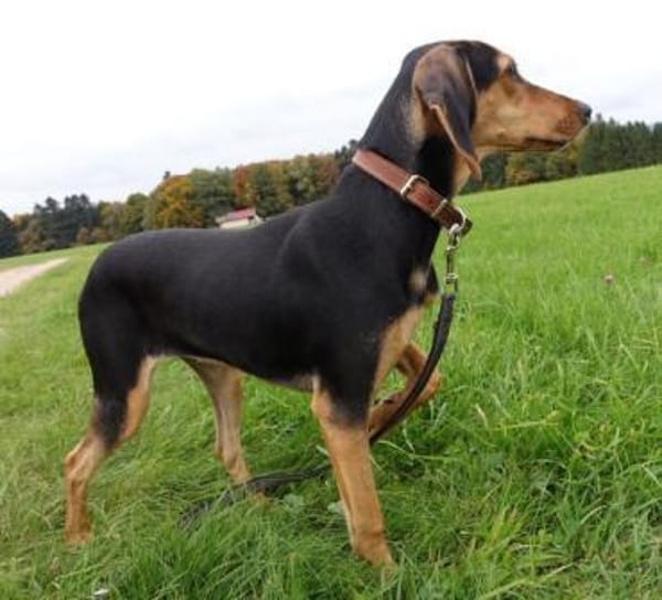 Solen, geb. ca. 04/2025, 79733 Görwihl