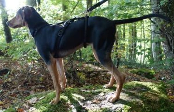 Solen, geb. ca. 04/2025, 79733 Görwihl