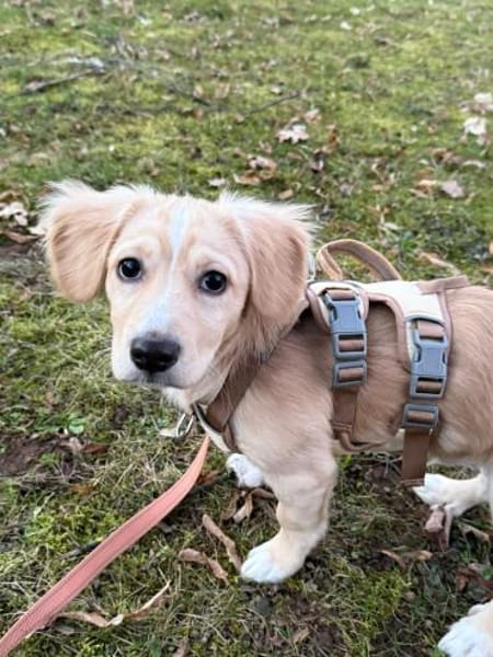 Unglücksrabe Kuma sucht wieder