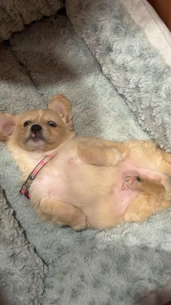 Unglücksrabe Kuma sucht wieder