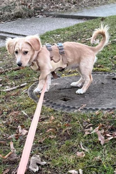 Unglücksrabe Kuma sucht wieder