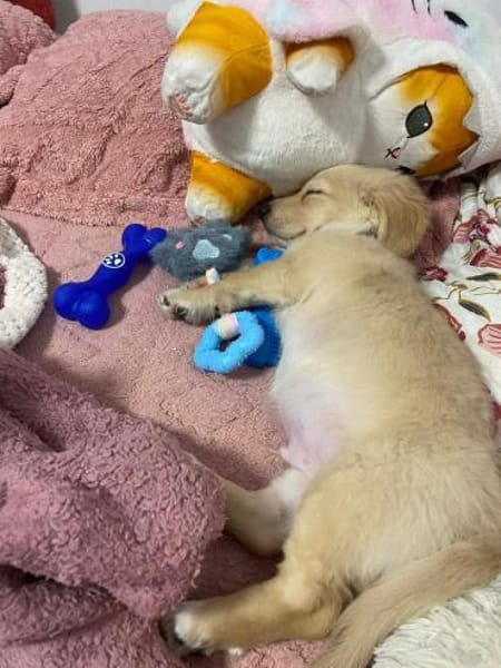 Unglücksrabe Kuma sucht wieder