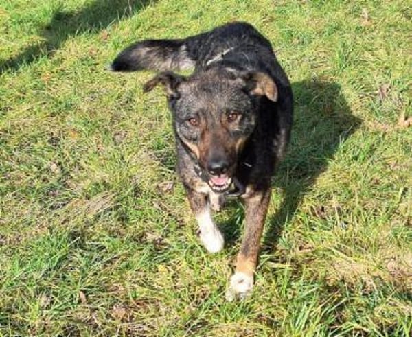 GINO-perfekter Familienhund