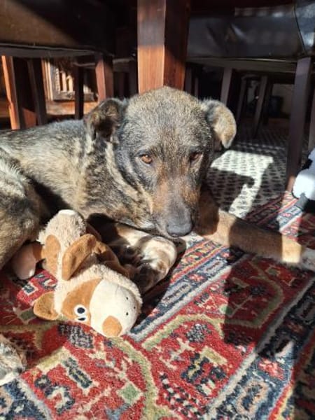 GINO-perfekter Familienhund