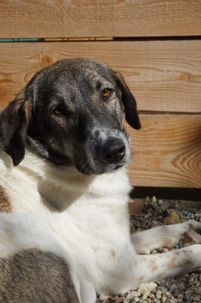 Kira - Lebensfreude auf vier Pfoten