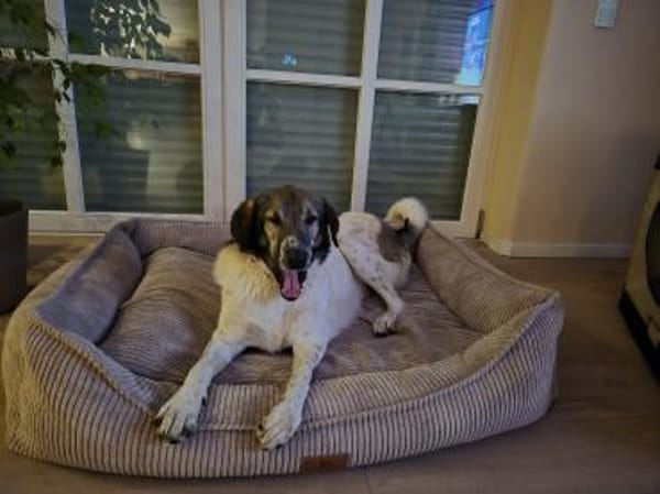 Kira - Lebensfreude auf vier Pfoten