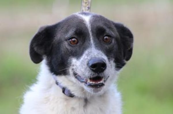 Mirona - sehr zutraulich u. verspielt