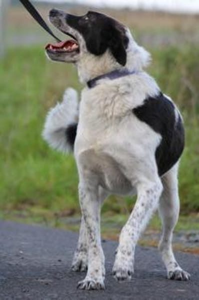 Mirona - sehr zutraulich u. verspielt