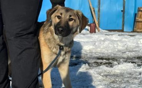 Annabell sucht eine aktive Familie