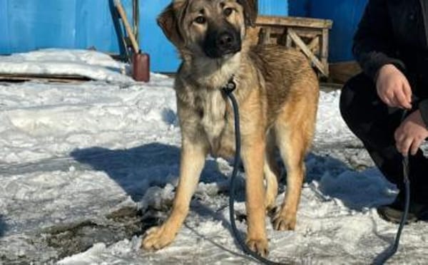 Annabell sucht eine aktive Familie