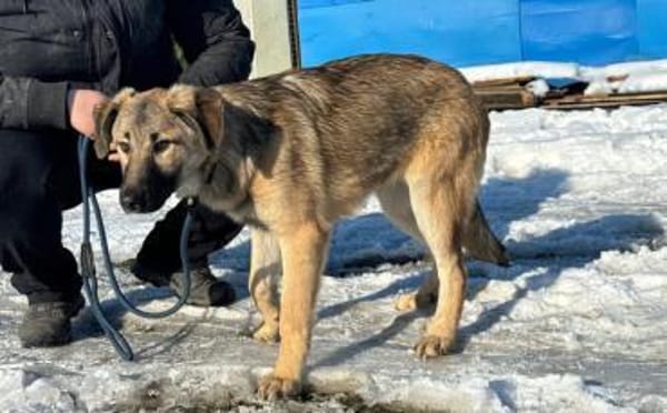 Annabell sucht eine aktive Familie