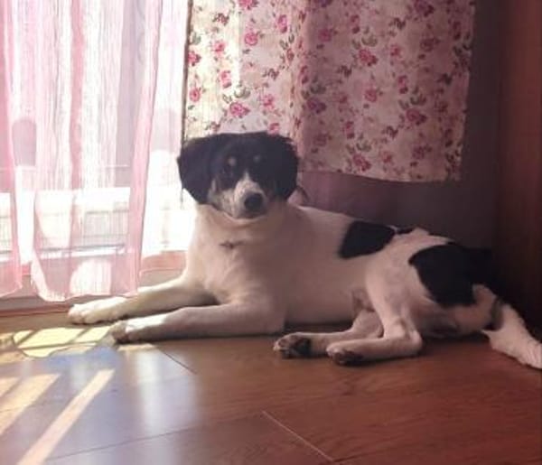 Hermes - DRINGEND neues Zuhause ges.