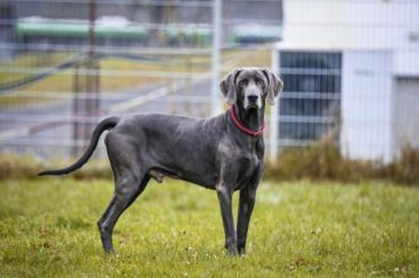 Aramis, stattlicher Weimaranerrüde