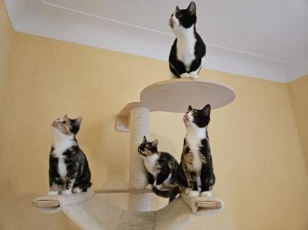 Manhattan - geb. 05/2024 - BKH Mix