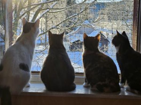 Manhattan - geb. 05/2024 - BKH Mix