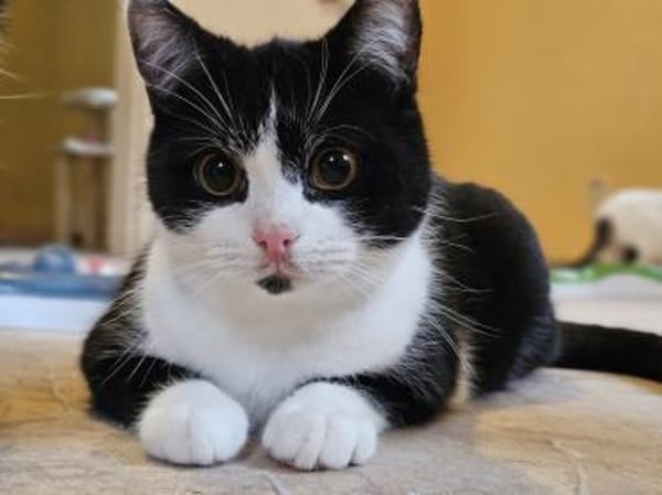 Manhattan - geb. 05/2024 - BKH Mix