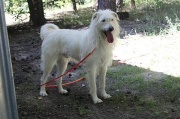 Yuki, schüchtern,als Zweithund