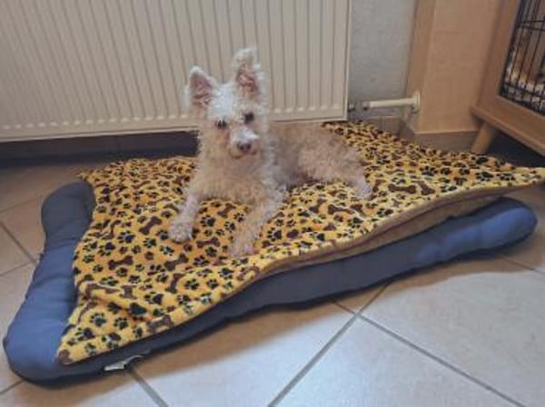 Fine - ein eigenes Zuhause wäre schön