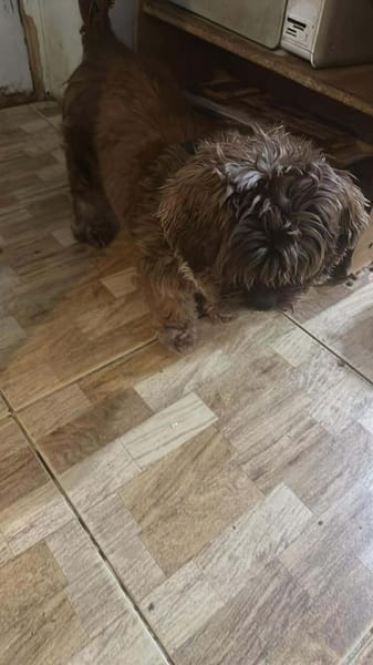 Maja, kleine Wuschelhündin sucht ...