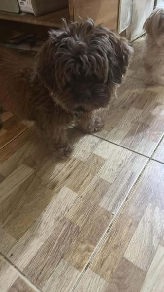 Maja, kleine Wuschelhündin sucht ...