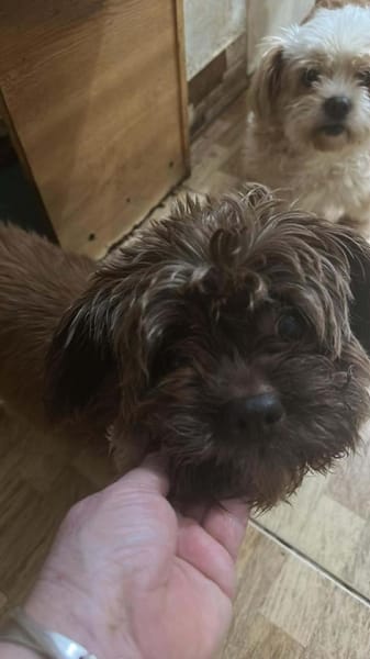 Maja, kleine Wuschelhündin sucht ...