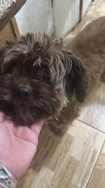 Maja, kleine Wuschelhündin sucht ...